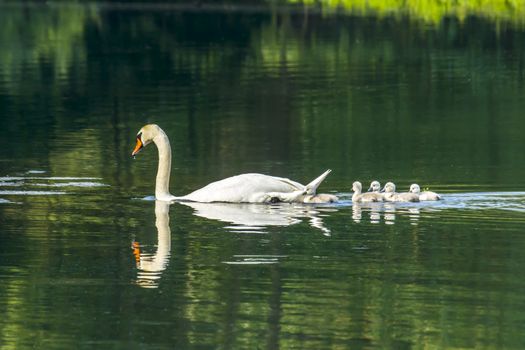 swan family at claer lake in summer season