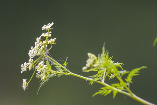 Herbs on the green summer meadow