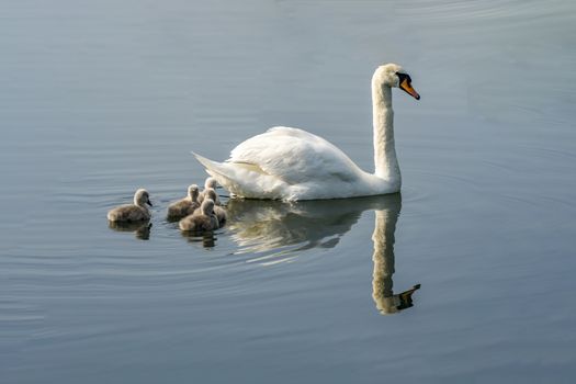 swan family at claer lake in summer season