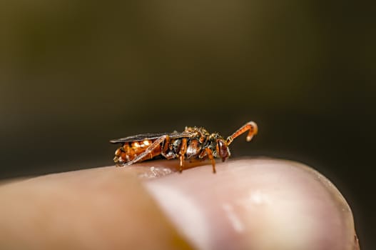 little Wasp on my finger in summer season