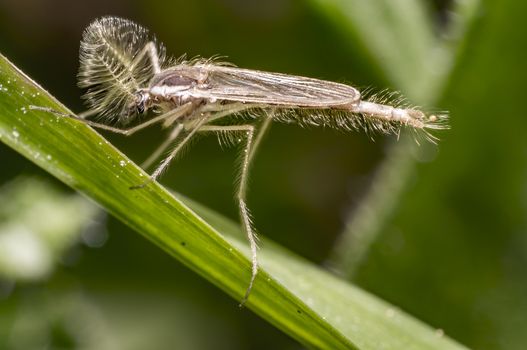 rare insect in the nature summer season