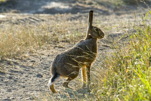 Field hare on meadow next to the grain field