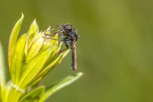 March fly on a herb in the summer season