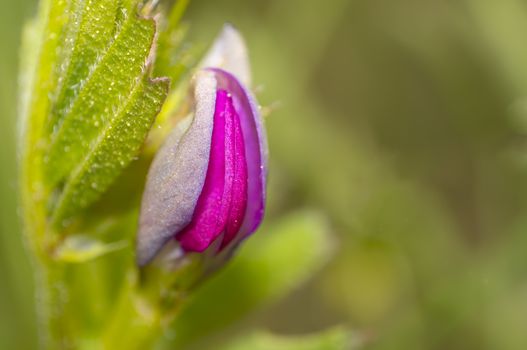 Virgin clover blossom in the summer season