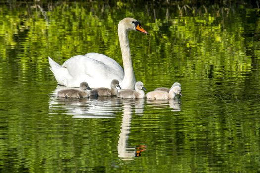 swan family at claer lake in summer season