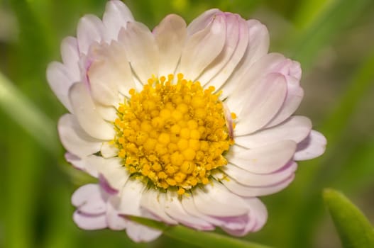 pink daisies in the summer season