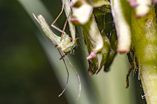 green mosquito on dandelion blossom