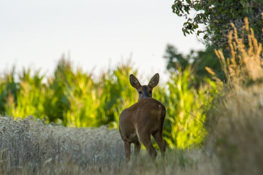 roe deer at corn field in the wild nature