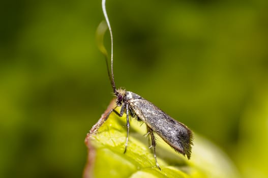 tiny Moth on green leaf in the season garden