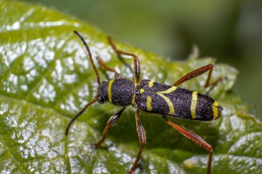 yellow striped bug on green leaf in summer forest