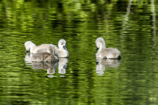 swan family at claer lake in summer season