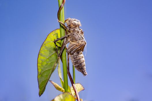 dragonflies cocoon on green grass in summer nature