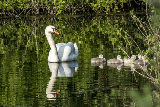 swan family at claer lake in summer season