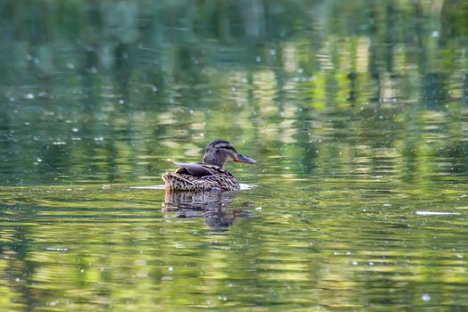 mallard in green lake park in summer season time