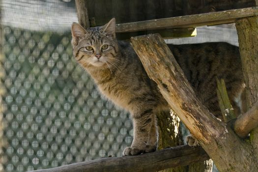 wild cat in the green season leaf forest