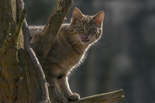 wild cat in the green season leaf forest