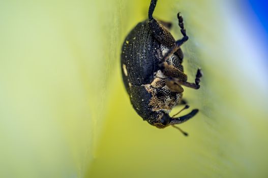 little weevil in my saison garden
