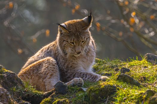 cute young lynx in the colorful wilderness forest