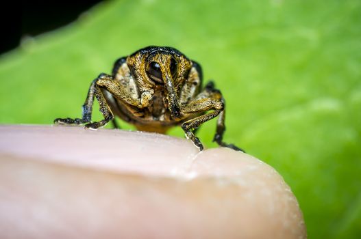 little weevil in my saison garden