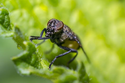 small fly in nature looks like with gas mask