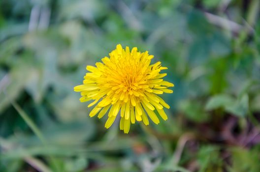 yellow flower from the wild. it is micro shot