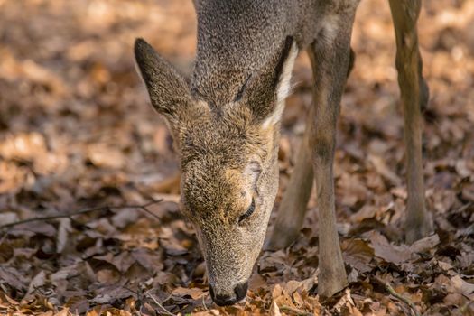 roe deer at field in the wild nature