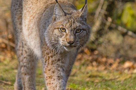 cute young lynx in the colorful wilderness forest