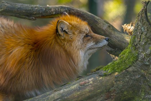 red fox hunting season in summer light