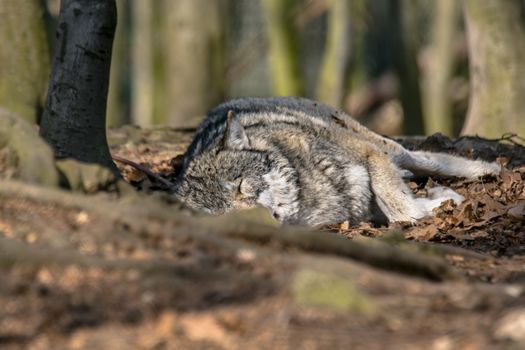 Gray wolf chill and hides in the green leaves forest