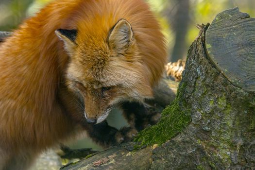 red fox hunting season in summer light