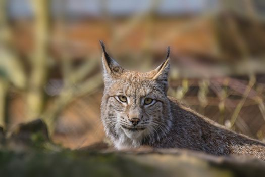 cute young lynx in the colorful wilderness forest