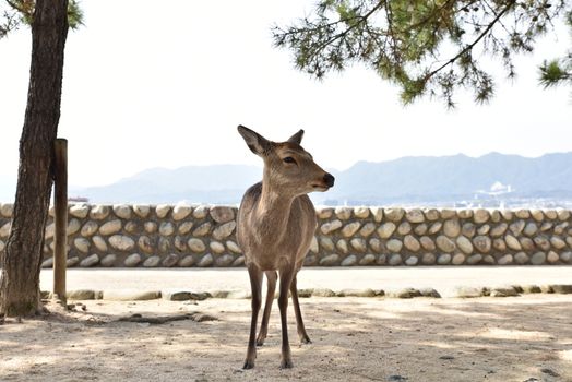 A deer on the street