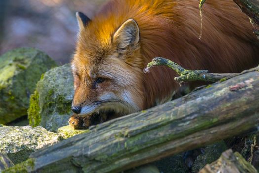 red fox hunting season in summer light