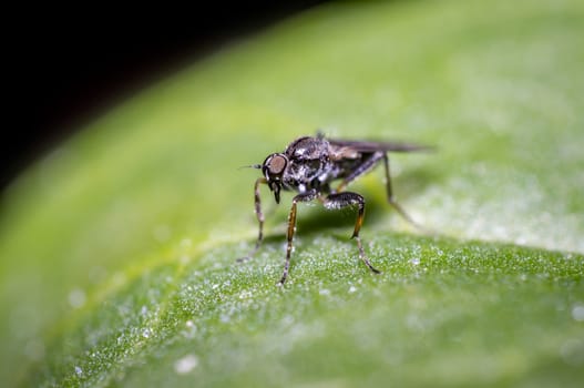 small fly on green leaf in the season garden