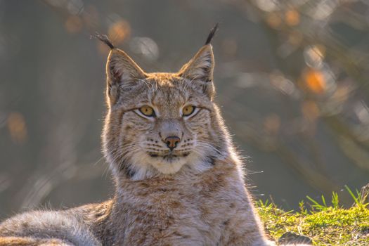 cute young lynx in the colorful wilderness forest