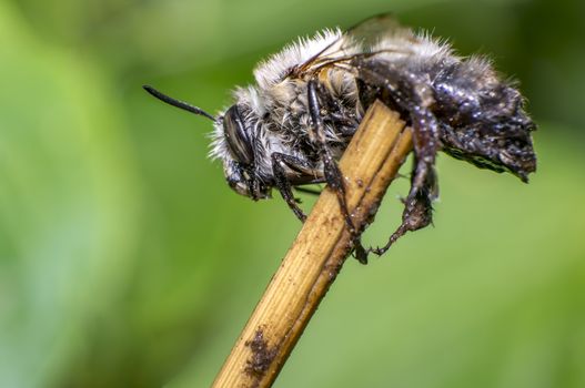 small wet bee after rescue to dry in nature