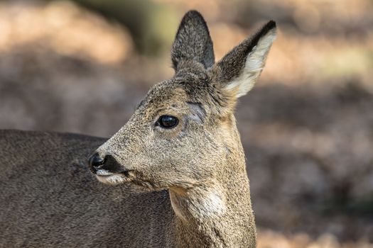 roe deer at field in the wild nature