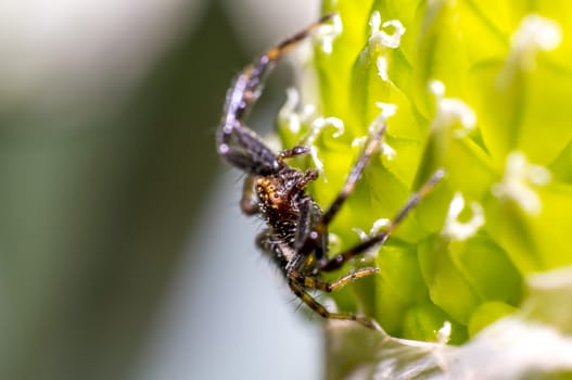 small crab spider on onion flowers in the season garden