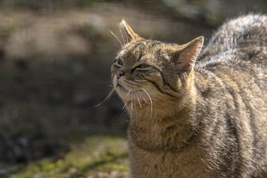 wild cat in the green season leaf forest