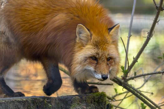 red fox hunting season in summer light