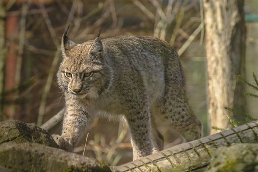 cute young lynx in the colorful wilderness forest