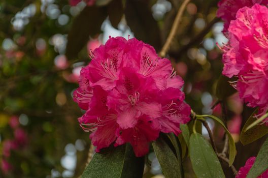 Rhododendron called Gurash in Nepal It is a national flower of Nepal as well