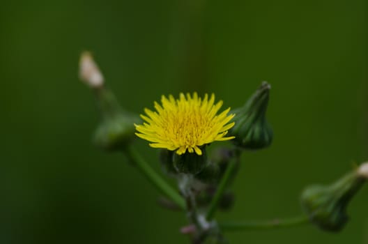 Wild yellow flower