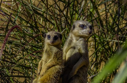 Mongoose couple in the zoo