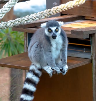 A monkey at zoo