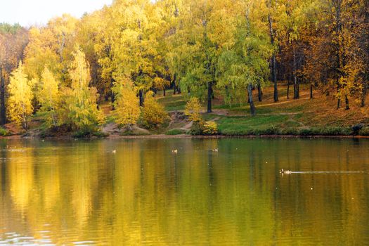 autumn forest is reflected in the lake water.