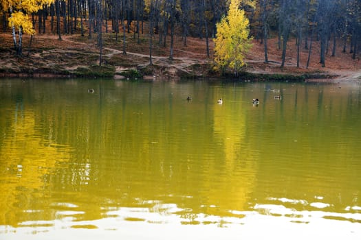 autumn forest is reflected in the lake water.