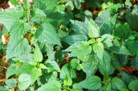 green nettle on a sunny day close-up