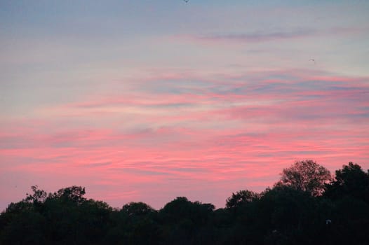 pink sunset over dark forest.