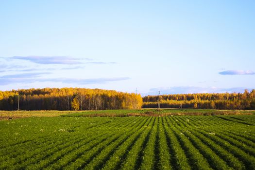 Valley of the caricatured plants and food, in Europe